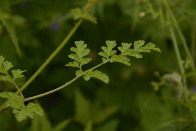 Corydalis cornuta, photographed by Siddarth Machado