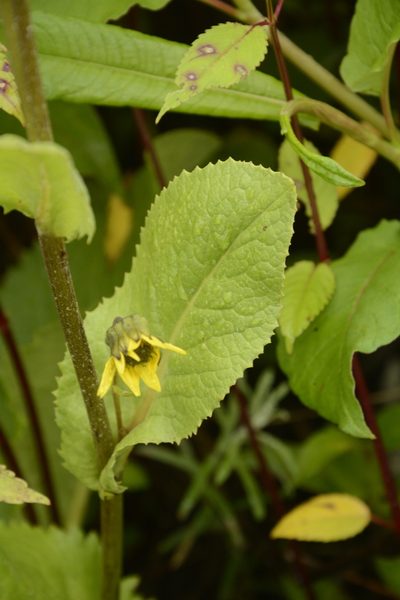 Cremanthodium arnicoides, photographed by Siddarth Machado