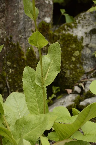 Cremanthodium arnicoides, photographed by Siddarth Machado