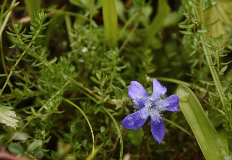 Cyananthus microphyllus, photographed by Siddarth Machado