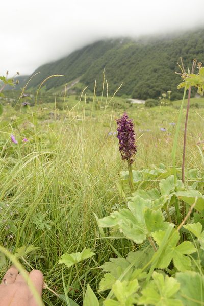 Dactylorhiza hatagirea, photographed by Siddarth Machado