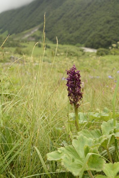 Dactylorhiza hatagirea, photographed by Siddarth Machado