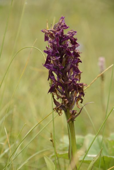 Dactylorhiza hatagirea, photographed by Siddarth Machado