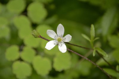 Eriocapitella rivularis, photographed by Siddarth Machado