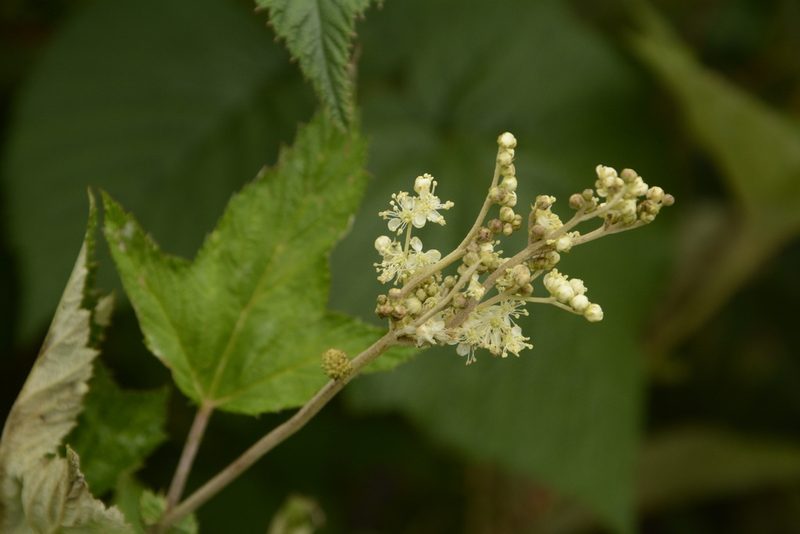 Filipendula vestita, photographed by Siddarth Machado