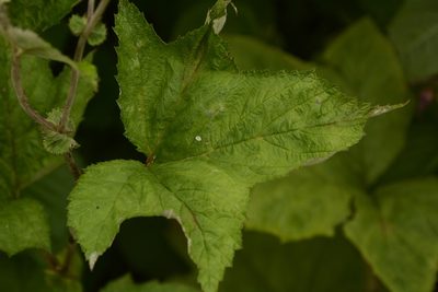 Filipendula vestita, photographed by Siddarth Machado