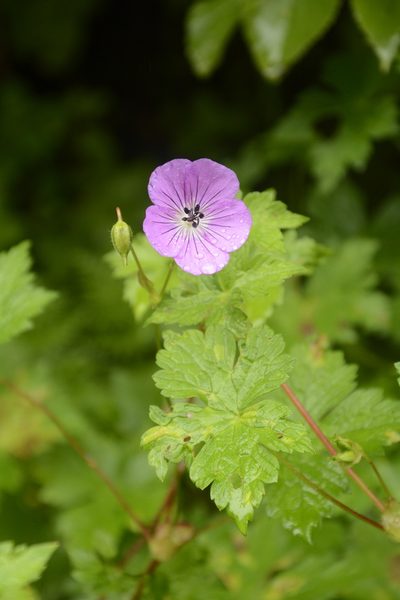 Geranium wallichianum, photographed by Siddarth Machado