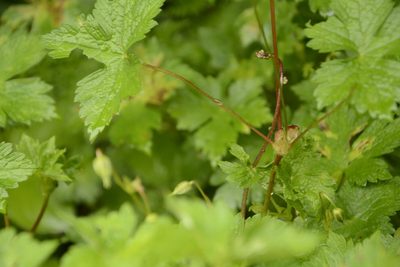 Geranium wallichianum, photographed by Siddarth Machado