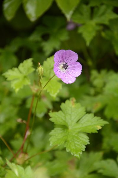 Geranium wallichianum, photographed by Siddarth Machado