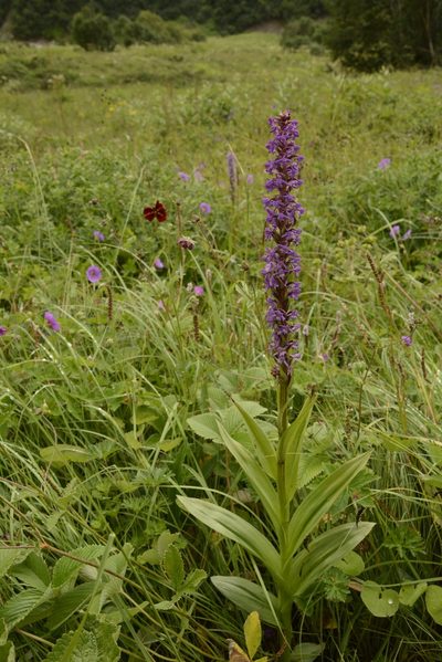 Gymnadenia orchidis, photographed by Siddarth Machado