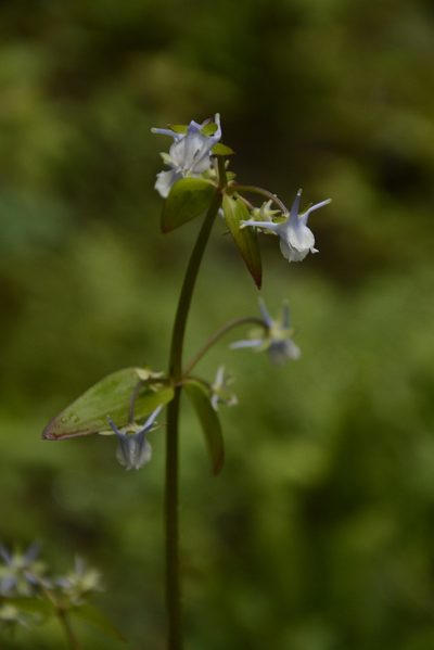Halenia elliptica, photographed by Siddarth Machado