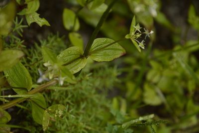 Halenia elliptica, photographed by Siddarth Machado