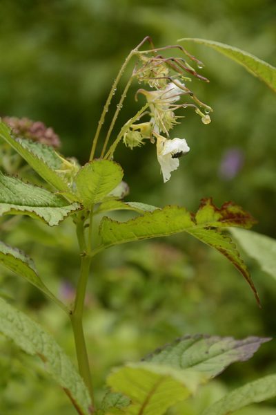 Impatiens meeboldii, photographed by Siddarth Machado