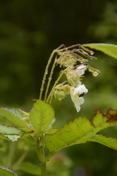 Impatiens meeboldii, photographed by Siddarth Machado