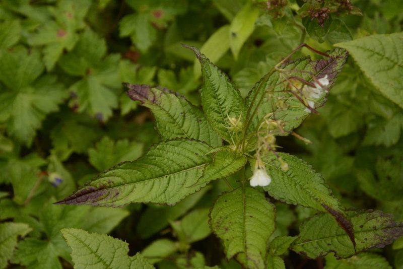 Impatiens meeboldii, photographed by Siddarth Machado