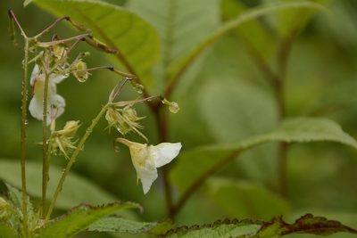 Impatiens meeboldii, photographed by Siddarth Machado