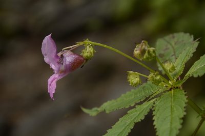 Impatiens sulcata, photographed by Siddarth Machado