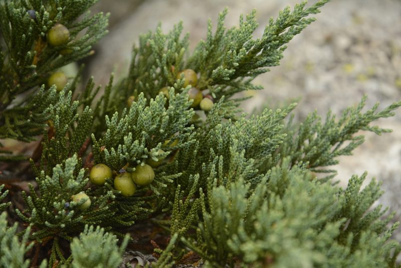 Juniperus indica, photographed by Siddarth Machado