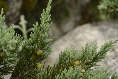 Juniperus indica, photographed by Siddarth Machado