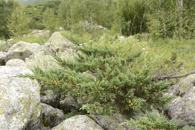 Juniperus indica, photographed by Siddarth Machado