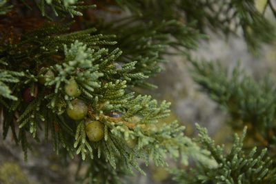 Juniperus indica, photographed by Siddarth Machado