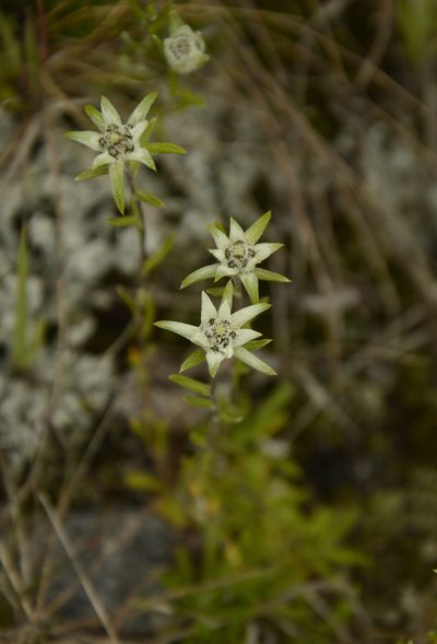 Leontopodium jacotianum, photographed by Siddarth Machado