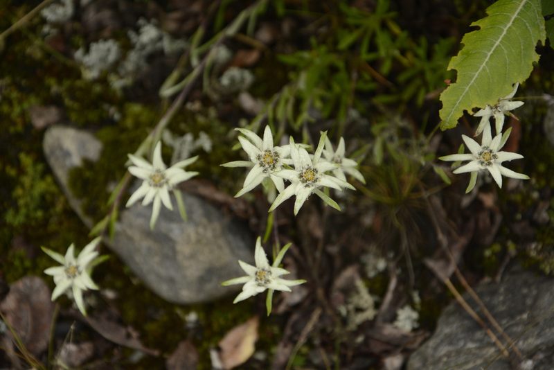 Leontopodium jacotianum, photographed by Siddarth Machado