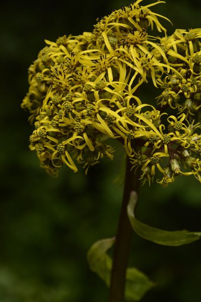 Ligularia amplexicaulis, photographed by Siddarth Machado