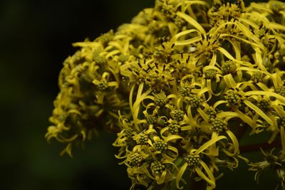 Ligularia amplexicaulis, photographed by Siddarth Machado