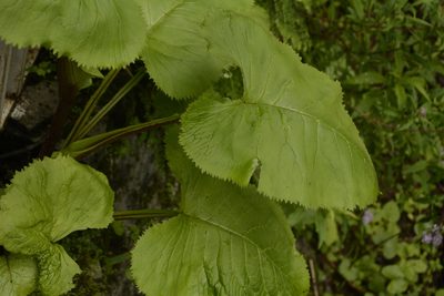 Ligularia amplexicaulis, photographed by Siddarth Machado