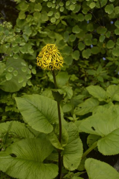 Ligularia amplexicaulis, photographed by Siddarth Machado