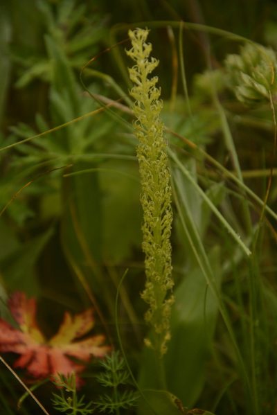 Malaxis muscifera, photographed by Siddarth Machado
