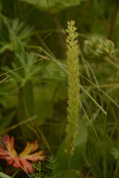 Malaxis muscifera, photographed by Siddarth Machado