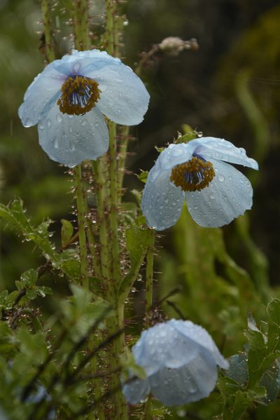Meconopsis aculeata, photographed by Siddarth Machado