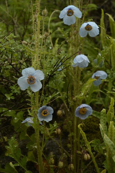 Meconopsis aculeata, photographed by Siddarth Machado