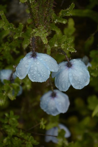 Meconopsis aculeata, photographed by Siddarth Machado