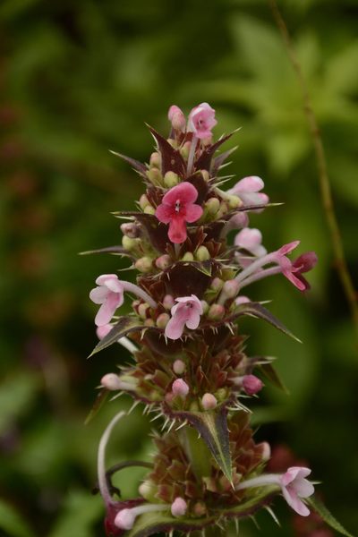 Morina longifolia, photographed by Siddarth Machado
