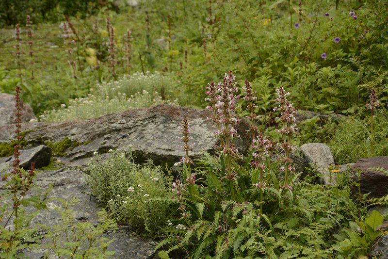 Morina longifolia, photographed by Siddarth Machado