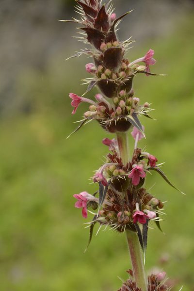 Morina longifolia, photographed by Siddarth Machado