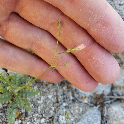 Gilia scopulorum, photographed by Kevin Keegan