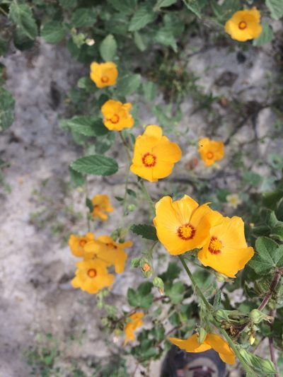 Sida galheirensis, photographed by B. Phalan