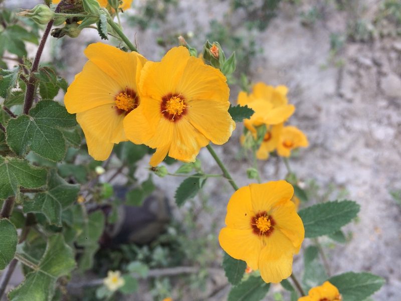 Sida galheirensis, photographed by B. Phalan