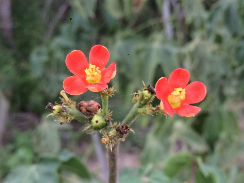 Jatropha mollissima, photographed by B. Phalan