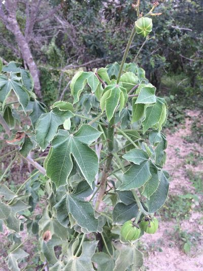 Jatropha mollissima, photographed by B. Phalan