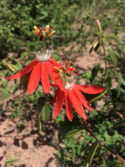 Passiflora luetzelburgii, photographed by B. Phalan