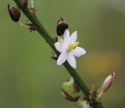 Chlorophytum krookianum, photographed by Tony Rebelo