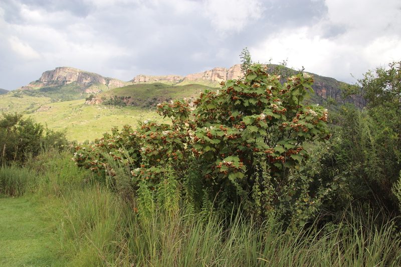 Dombeya pulchra, photographed by Tony Rebelo