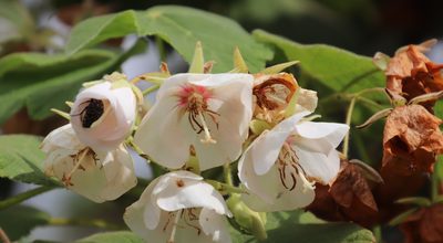 Dombeya pulchra, photographed by Tony Rebelo