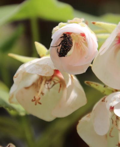 Dombeya pulchra, photographed by Tony Rebelo
