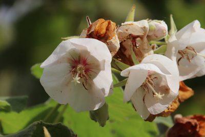 Dombeya pulchra, photographed by Tony Rebelo